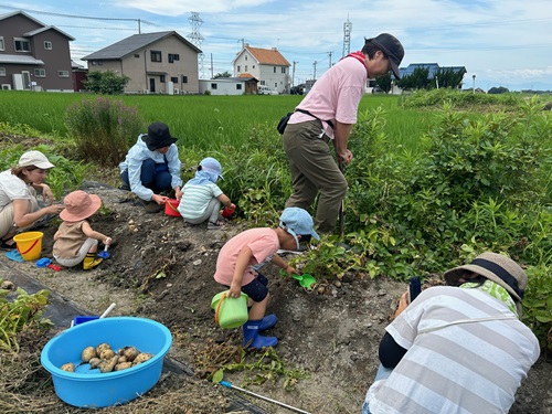 かえでの庭　活動のようす　親子でじゃがいも掘り