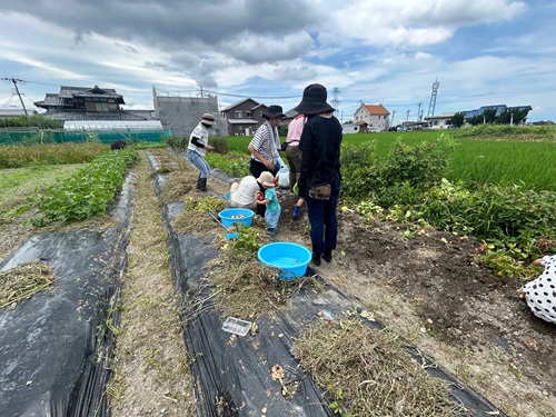 かえでの庭　活動のようす　畑でじゃがいも掘り